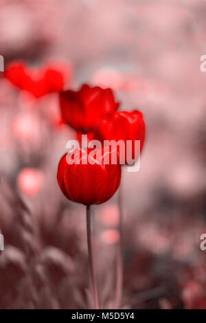 Bright red tulips blossom on desaturated blured background. Selective focus, toned picture Stock Photo