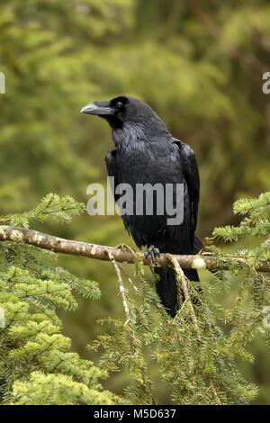 Common raven (Corvus corax), sitting on branch, Canton Jura, Switzerland Stock Photo