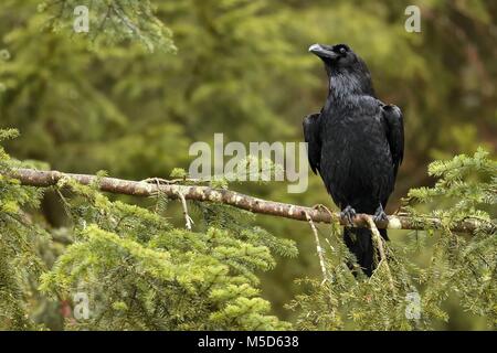 Common raven (Corvus corax), sitting on branch, Canton Jura, Switzerland Stock Photo