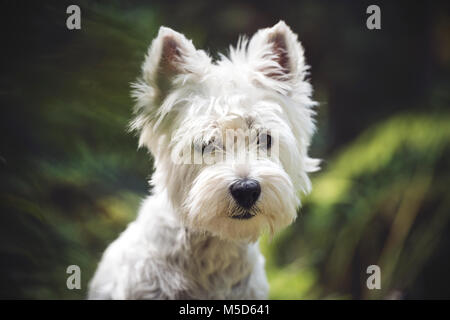 West Highland White Terrier (Canis lupus familiaris), animal portrait, Switzerland Stock Photo