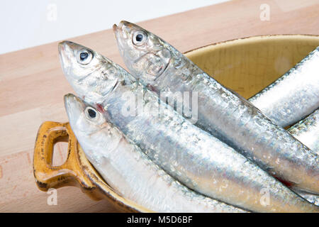 pilchards sardines pilchard alamy