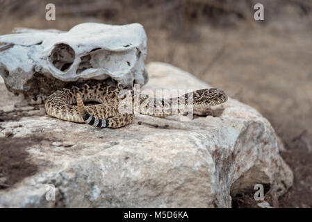 rattlesnake on boulder in front of cow skulls in Texas Stock Photo