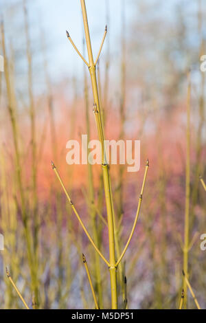 Cornus sericea ‘Buds yellow’. Red osier dogwood 'Bud's Yellow' stems in winter. England Stock Photo