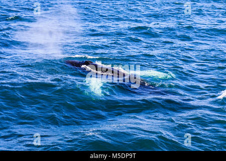 Humpback whale blowing out air getting ready to dive Stock Photo