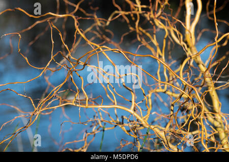 Salix x sepulcralis ‘Erythroflexuosa’. Willow 'Erythroflexuosa’. Curly golden willow stems in winter. England Stock Photo