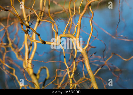 Salix x sepulcralis ‘Erythroflexuosa’. Willow 'Erythroflexuosa’. Curly golden willow stems in winter. England Stock Photo