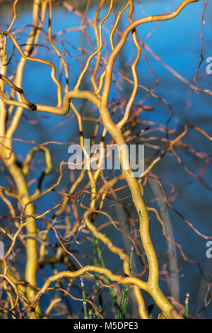 Salix x sepulcralis ‘Erythroflexuosa’. Willow 'Erythroflexuosa’. Curly golden willow stems in winter. England Stock Photo