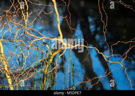 Salix x sepulcralis ‘Erythroflexuosa’. Willow 'Erythroflexuosa’. Curly golden willow stems in winter. England Stock Photo