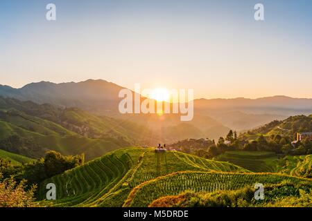 Chineese paddy field, rice field at sunrise Stock Photo