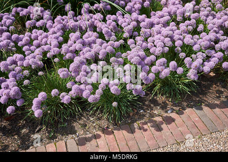Allium senescens blooming Stock Photo
