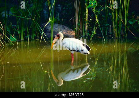 Milky Stork, Mycteria cinerea, Ciconiidae, Stork, breeding plumage, bird, animal, Singapore Stock Photo
