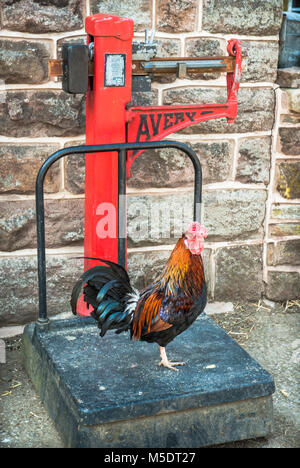 An old set of Avery scales in a farmyard with a cockerel perched on the base. Stock Photo
