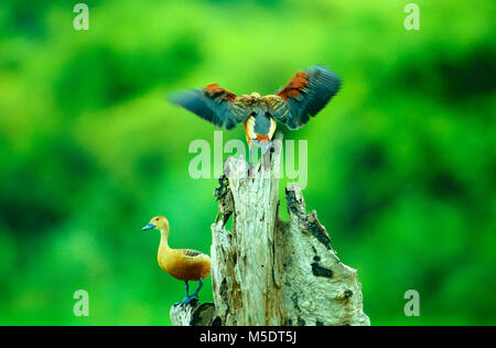 Lesser Whistling-duck, Dendrocygna javanica, Anatidae, Whistling-duck, wing flapping, bird, animal, Sri Lanka Stock Photo