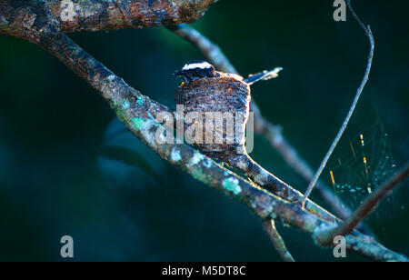 White-browed Fantail, Rhipidura aureola, Monarchidae, Fantail, breeding, nest, on branch, bird, animal, Wasgamuwa National Park, Sri Lanka Stock Photo