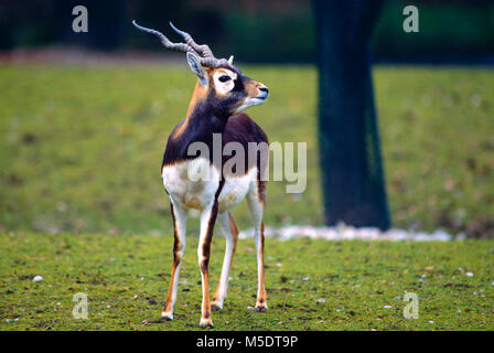 Blackbuck, Antilope cervicapra, Bovidae, Antelope, mammal, animal, origin Asia, Zoo Hellabrunn, Munich, Germany Stock Photo
