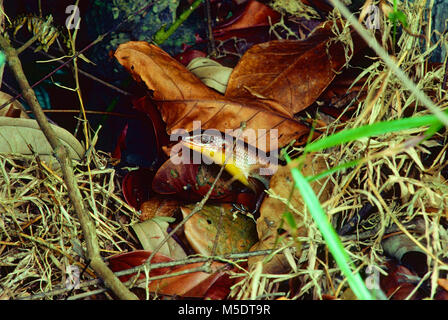 East Indian brown mabuya, Eutropis multifasciata, Scinidae, Mabuya, reptile, animal, Singapore Stock Photo