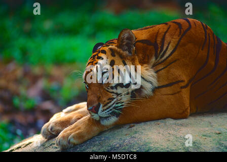 Sumatran-Tiger, Panthera tigris sondaica, Felidae, Tiger, predator, Portrait, animal, mammal, captive, Zoo, Singapore Stock Photo