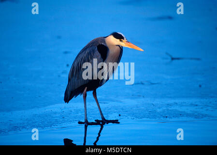 Grey Heron, Ardea cinerea, Ardeidae, Heron, adult, bird, animal, on ice, The Netherlands Stock Photo