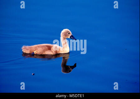 Mute Swan, Cygnus olor, Anatidae, Swan, downy joung, bird, animal, dam of Klingnau, Canton of Aargau, Switzerland Stock Photo