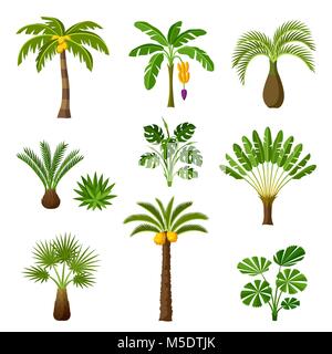 Tropical palm trees set. Exotic tropical plants Illustration of jungle nature Stock Vector