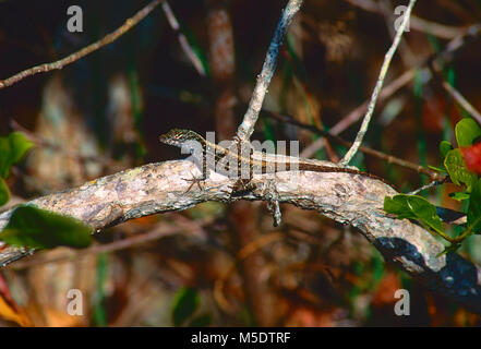 Brown Anole, Anolis sagrei, Iguanidae, Anole, reptile, saurian, animal, Everglades National Park, Florida, USA Stock Photo