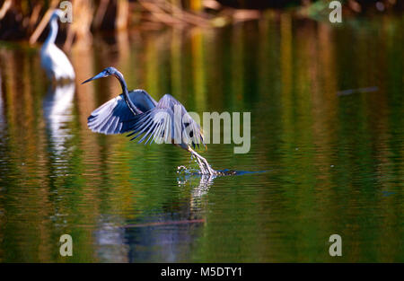 Tricolored Heron, Egretta tricolor, Ardeidae, Heron, flying off, bird, animal, Ding Darling Nature Reserve, Florida, USA Stock Photo