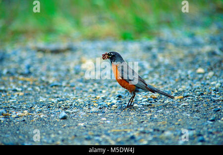 American Robin, Turdus migratorius, Turdidae, Thrush, male, with worms, feeding, bird, animal, Banff National Park, Alberta, Canada Stock Photo