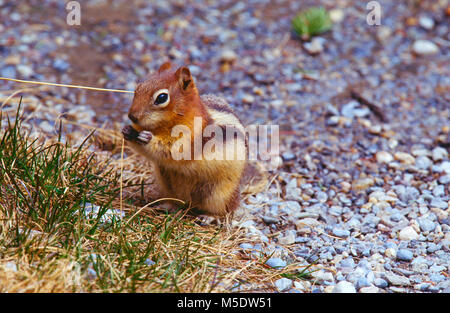 Golden-manteled Ground Squirrel, Spermophilus larteralis, Sciuridae, Squirrel, feeding, mammal, animal, Moraine Lake, Banff National Park, Alberta, Ca Stock Photo