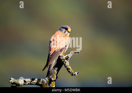 Common Kestrel, Falco tinnunculus, male, Falconidae, Kestrel, bird of prey, bird, animal, Zervreila, Alps, Canton of Grisons, Switzerland Stock Photo