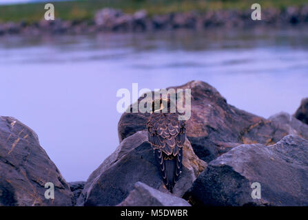 Eurasian Hobby, Falco subbuteo, Falconidae, juvenile, falcon, bird of prey, bird, animal, delta of Rhine, Rhine river, Höchst, Vorarlberg, Austria Stock Photo