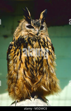 Eurasian Eagle Owl, Bubo bubo, Strigidae, owl, bird of prey, bird, animal, captive, Switzerland Stock Photo