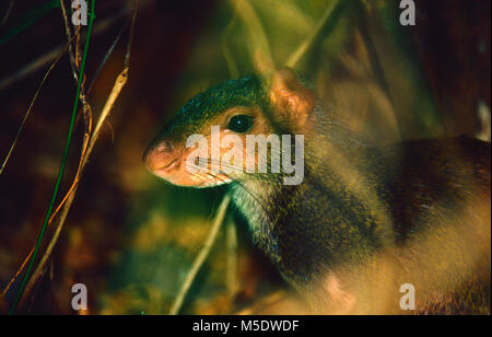 Central american agouti, Dasyprocta punctata, Dasyproctidae, Agouti, mamal, animal, rainforest, Costa Rica Stock Photo