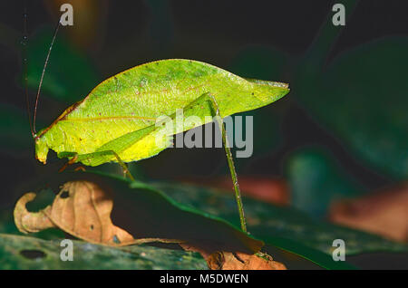 Leaf-mimic Katydid, Orophus tesselatus, Tettigoniidae, Katydid, insect, animal, Costa Rica