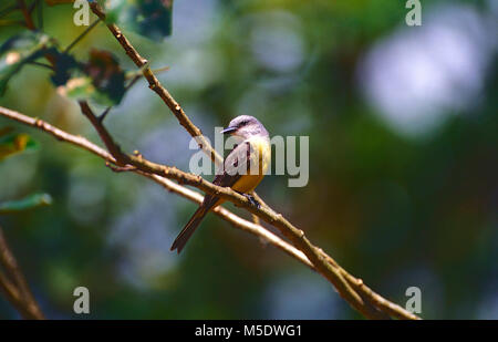 Tropical Kingbird, Tyrannus melancholicus, Tyrannidae, Kingbird, bird, animal, Costa Rica Stock Photo