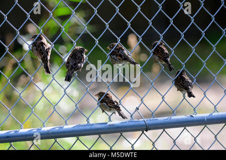 House Sparrow, Passer domesticus, Passeridae, flock, in fence, bird, animal,  introduced from Europe, Calgary, Alberta, Canada Stock Photo