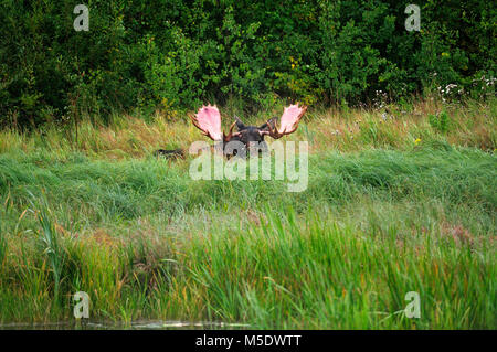 Moose, Alces alces, Cervidae, bulle, mammal, animal, Elk Island National Park, Alberta, Canada Stock Photo