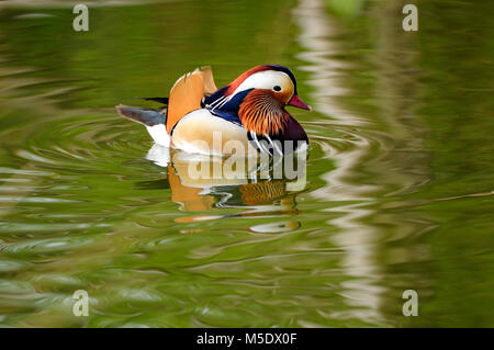 Mandarin duck, Aix galericulata, Anatidae, drake, breeding plumage, duck, bird, animal, captive, Zoo, Zürich, Schweiz Stock Photo