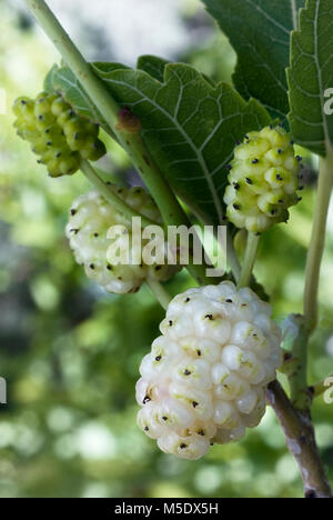 White Mulberry (Morus alba). Fruits Stock Photo