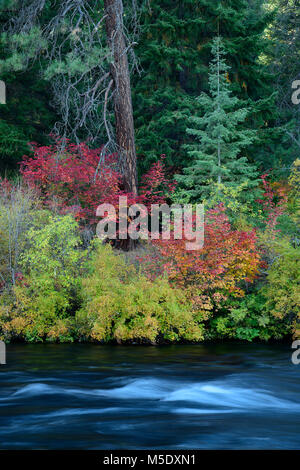 North America, USA, Pacific Northwest, Oregon, Cascades, Camp Sherman, Metolius river in autumn Stock Photo