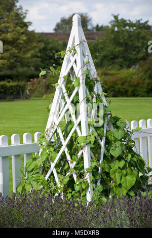 White, wooden garden obelisk, Stock Photo