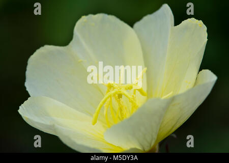 Oenothera 'Lemon sunset', (Evening primrose) Stock Photo