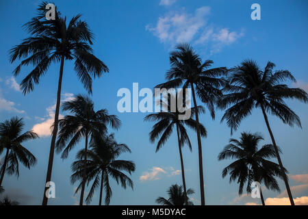 Silhouettes of palm trees on a blue sky background. Stock Photo