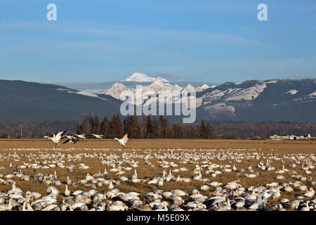 WA13572-00...WASHINGTON - Snow geese relaxing and feeding in a field on the Skagit River Delta near Edision with Mount Baker in the background. Stock Photo