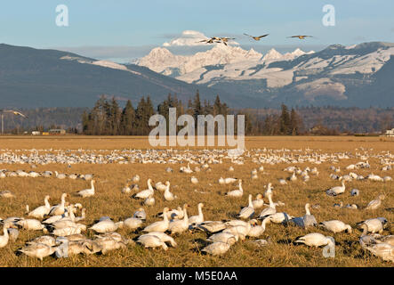 WA13573-00...WASHINGTON - Snow geese relaxing and feeding during the late afternoon in a field on the Skagit River Delta near Edision with Mount Baker Stock Photo