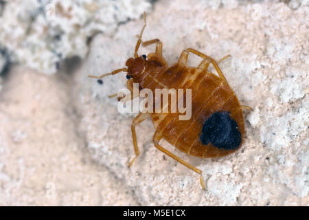 Bed bug Cimex lectularius parasitic insects of the cimicid family feeds on human blood. Insect on the wall of the apartment Stock Photo