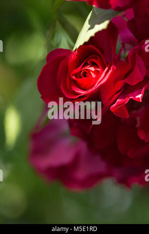 romance, petal, romantic, valentine, plant, love, beautiful, beauty, flower, rose, nature, rose flowers, rose flower, red, stamens, blurring, shine Stock Photo