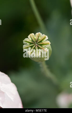 beautiful, natural, beauty, flower, season, floral, macro, green, plant, nature, poppies green, poppy, greenery, abstraction, summer, garden Stock Photo