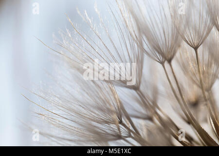 wind, beautiful, natural, beauty, season, macro, meadow, flower, nature, summer, plant, abstract, evening, shine, dandelion Stock Photo