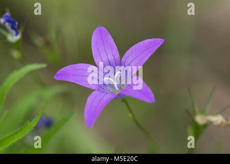 background, beautiful, bell, blue, color, colorful, flower, grass, green, macro, nature, photo, plant, purple, rain, spring, summer, water, white Stock Photo