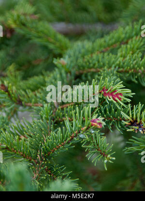 Conifer branch,  Picea abies,  Norway Spruce 'Acrocona', Acrocona Norway Spruce, Red Cone Stock Photo